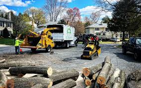 Best Tree Trimming and Pruning  in Tioga, TX